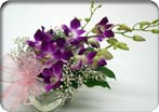 Elegant Orchids