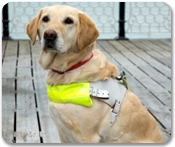 Service animal