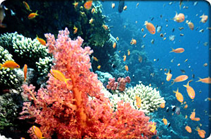 Caribbean Cruises