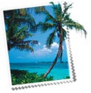 Palm trees