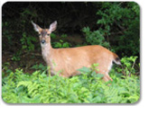 Remote Bush Exploration & Wildlife Search