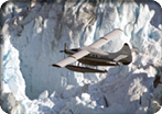 Glacier Flightseeing via Floatplane
