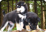Sled Dog Discovery & Musher's Camp