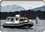 Alaska's Whales & Rainforest Trails