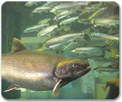 Mendenhall Glacier & Salmon Hatchery