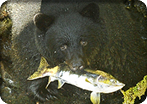 Bear Country & Wildlife Expedition