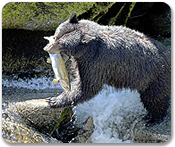 Alaska Bear Adventure