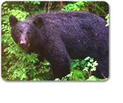 Neets Bay Bear Watch Expedition