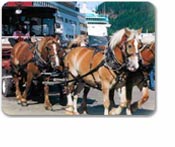 Ketchikan by Horse Drawn Trolley