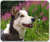 Musher's Camp & Sled Dog Experience