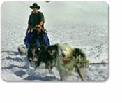 Dog Sledding & Glacier Flightseeing