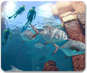 Snorkel the Ruins of Atlantis and Atlantis Beach Day