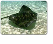 Stingray Snorkel & Beach Break