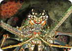 SeaTrek Scuba Dive With Equipment