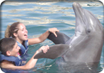 Bermuda Dolphin Experience