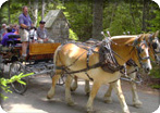 Acadia Carriage Ride & Cadillac Mountain