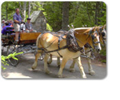 Acadia Carriage Ride & Cadillac Mountain