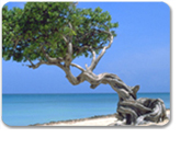 De Palm Island Snorkeling Adventure