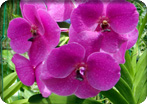 A Flavor of Barbados