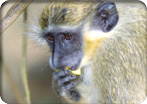 4 x 4 Adventure & Green Monkey Encounter