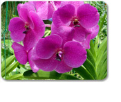 A Flavor of Barbados