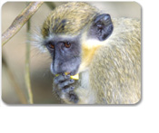 4 x 4 Green Monkey Encounter