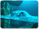 Stingray Village & Horseshoe Reef Snorkel