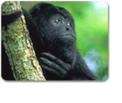 Wildlife Adventure Tour