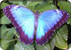 Butterfly Farm