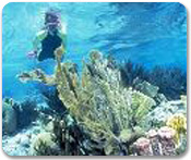 Beach Shore Snorkel