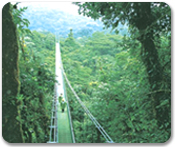 Jewels of Monte Verde Cloud Forest