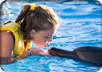 Dolphin Family Adventure