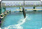 Dolphin Encounter in Puerto Aventuras