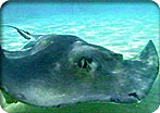Stingray City Sandbar Swim & Snorkel