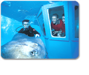 Stingray City & Island Tour