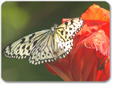 Butterfly Farm Express