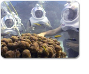 Grand Cayman Helmet Diving