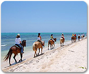 Honey Suckle Beach Trail Ride