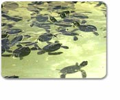 Grand Cayman Highlights & Turtle Farm