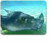 Stingray City Sandbar Swim & Snorkel
