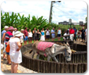 Appleton Estate Rum Tour
