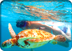 Sea Turtle Snorkel