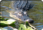 The Real Florida Airboat Adventure with Airport Transfer