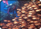 Certified Scuba Two Tank Dive