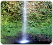 Accessible Dominica and Rainforest Drive