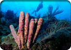 Certified 2 Tank Boat Dive Without Equipment