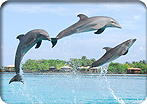 Dolphin Encounter