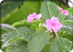 El Yunque Rain Forest Tour
