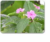 El Yunque Rain Forest Tour (Debarkation) 