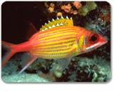 Aquabulle St. Lucia